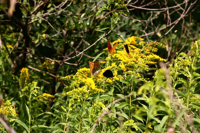 Farfalle e ambienti del parco del Ticino